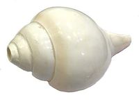 Blowing Shank (Bajnewala) Conch 7-INCH