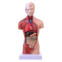 Jiulonerst-Human Torso Body Model Anatomy Anatomical Medical Internal Organs for School Teaching