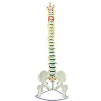 LXX Flexible Didactic Spinal Column - Life Size Spine Model - PVC Material Human Spine with Pelvis and Femur Model - for School Medical Teaching Display Tool Lab Equipment