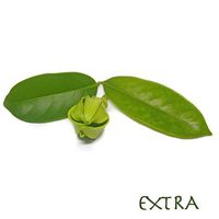 Totally Essential Aromatherapy Room Spray (300ml Atomiser, Ylang Extra)