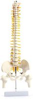 LXX Spinal Model - 45CM Tall Mini Spine Model Skeleton Large Vertebrae Intervertebral Disc Nerve Cervical Thoracicvertebral Pelvis Model Skeleton Medical Anatomical Model