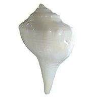 IndianStore4All Lab Certified Shankh - Dakshinavarti Non-Blowable & White