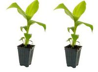 2 Musa Basjoo Banana Tree/ Hardy Banana Tree in 4 Inch Pots (2 Four Inch Pots with a Banana Starter Plant in Each Pot)