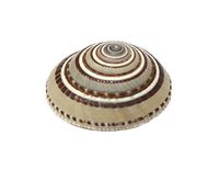 Vishnu Sudarshan Chakra Shankh Shell for Vastu dosh and to Attract Wealth(0.75 To 1 Inches Approx.)