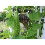 Bottle Gourd Long Shape (10 Seeds) Seeds - 1 Package From Chai Tai, Thailand