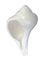 IndianStore4All 3.5 To 4 Inches Approx Laxmi Shankh - Dakshinavarti Non-Blowable White Conch Shell Smuth Polish Shankh
