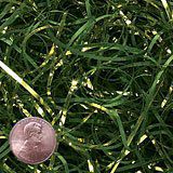 Krafty Klassics 1/2 lb (8oz) Forest Green Crinkle Cut Crimped Paper Shred