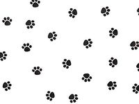 All Occasion Cello Gift Wrap - 40" x 100' - Paw Print