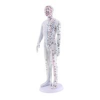 Flameer Soft PVC Human Acupuncture Model for Herbalist Doctor Figurine Body Chinese Acupuncture Clear Meridians and Acupuncture - as described, Male