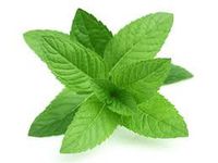Sunflower Natural Air Fresheners-Motivated Mint-2 oz.