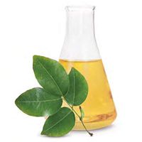 Copaiba Oil (Balsam). 100% Pure. Fresh Oleoresin (Not steam-distilled essential oil). Sustainably-sourced. (1kg / 37 fl oz)