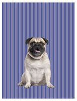 Pug Boxed Blank Notecards Box of 10