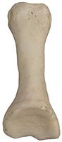 Real Human Finger Bones - Intermediate Phalange (Natural Bone)