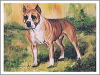 American Staffordshire Terrier Notecards by Ruth Maystead