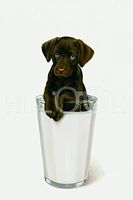 Hi-Look Microfiber Cleaning Cloth - Chocolatr Milk