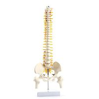 LXX Mini 45CM Tall Anatomical Human Spine Model Skeleton Large Vertebrae Intervertebral Disc Nerve Cervical Thoracicvertebral Pelvis Model Skeleton Collectibles