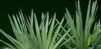 Saw Palmetto Herbal Tea
