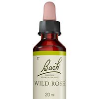 Wild Rose ( Eglantine )
