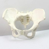 LXX Adult Female Pelvic Anatomical Model- Human Bone Model Model Female Pelvis Model -PVC Human Pelvic Anatomical Model Educational Training Aid,Gynecology Study