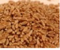 Wheatgrass Seeds (1KG) (Hard Winter Wheat Seeds) Brand: Sprout Master