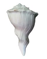 Indianstore4All Certified Dakshinavarti White Shankh Natural 7 to 8 Inches Approx