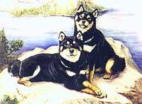 Shiba Inu Notecards by Ruth Maystead