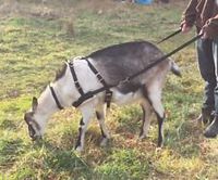 Goat Pulling Harness With Tugs Pulling Carts, Wagons Brush Work (Ex Large, Red)