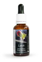 Larch Bach Flower Remedy Large 30ml. Genuine Traditionally Made Essence