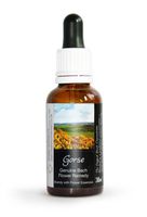 Gorse Bach Flower Remedy Large 30ml. Genuine Traditionally Made Essence
