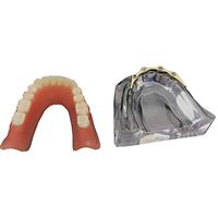LXX Dental Care Model Dentist Adult Teeth Standard Teaching Model Gums Tooth Care Teaching Study Standard Model