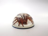 Lucite Treasures Tarantula Dome
