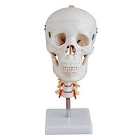 LXX Skull with Cervical Vertebrae Model - Life Size Removable Skull Cap - Human Medical Anatomical Adult Head Bone for Education Tool
