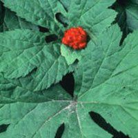 Goldenseal Leaf, Cut&Sifted - Wildcrafted - Hydrastis Canadensis (454g = One Pound) Brand: Herbies Herbs