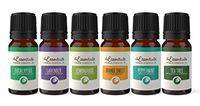 Wild Essentials Top 6 Piece Single Note Essential Oil Set -100% Pure Therapeutic Grade Aromatherapy Kit with Lavender, Eucalyptus, Tea Tree, Orange, Lemongrass, Peppermint - 10ml