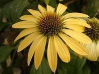 20+ Yellow Echinacea Coneflower/Perennial Flower Seeds