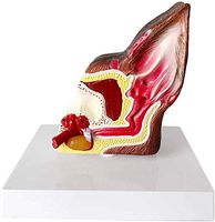 LXX Canine Dog Ear Anatomical Model - Animal Organ Model Dog Ear Structure Anatomy Medical Teacing Model for Animal Health Care Veterinary Medical Equipment
