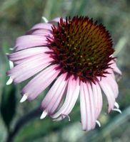 Echinacea Angustifolia Herb, Cut&Sifted - Wild Crafted - Echinacea angustifolia (454g = One Pound) Brand: Herbies Herbs