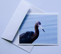 Bird Note Cards Original Elegant Photographic Textured White Blank 4.25"x 5.50" Boxed Set 8 W/Matching Envelopes In Plastic Jacket Thank You Invitations Birthdays Greetings Just Because