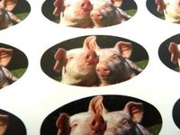 Minilabel Pack Of 48 Pigs Seals , 40X20mm Oval Seal Labels, Stickers For Gift Wrapping, Presents, Envelopes, Bags Or Cards