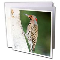 3dRose Greeting Card Northern Flicker Male on Birch Tree, Marion County, Illinois, 6 x 6" (gc_250990_5)