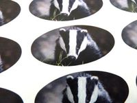 Minilabel Pack Of 48 Badger Seals , 40X20mm Oval Seal Labels, Stickers For Gift Wrapping, Presents, Envelopes, Bags Or Cards