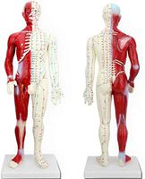 HOMEDAI 60CM Human Acupuncture Model with The Muscular Anatomy - for The Acupuncturists and Other Professionals of Health