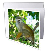 3dRose Common Squirrel Monkey, Rio Negro, Amazon, Brazil - SA04 KSC0010 - Kevin Schafer - Greeting Cards, 6 x 6 inches, set of 6 (gc_85737_1)