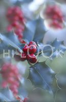 Hi-Look Microfiber Cleaning Cloth - Ilex