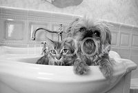 Hi-Look Microfiber Cleaning Cloth, dog & cat - Percy and Harley