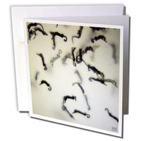 3dRose Northern or Lined Seahorse babies, Hippocampus erectus - Greeting Cards, 6 x 6 inches, set of 6 (gc_9909_1)