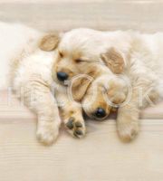 Hi-Look Microfiber Cleaning Cloth, dog design - Sleeping Yellow Lab