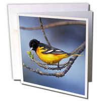 3dRose Male Northern Oriole, formerly Baltimore Oriole bird - NA02 AJE0242 - Adam Jones - Greeting Cards, 6 x 6 inches, set of 6 (gc_83569_1)