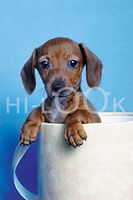 Hi-Look Microfiber Cleaning Cloth, dog design - Dachshund