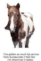 Blank Notecard - Horse - Lip Service
